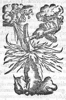 An illustration from Constantini Africani post Hippocratem et Galenum, quorum, Graece linguae doctus, sedulus suit lector, medicorum nulli prorsus, multis doctissimis testibus, posthabendi opera, conquisita undiq(ue) magno studio ... (1536)
