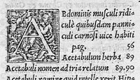 An illustration from Andreae Vesalii Bruxellensis, medici caesarei Epistola, rationem modumque propinandi radicis Chynae decocti, quo nuper invictissimus Carolus V. imperator usus est, pertractans : & praeter alia quaedam, epistolae cuiusdam ad Iacobum Sylvium sententiam recensens, veritatis ac potissimum humanae fabricae studiosis perutilem: quum qui hactenus in illa nimium Galeno creditum sit, facile commonstret. Accessit quoq[ue] locuples rerum & verborum in hac ipsa epistola memorabilium, Index. (1546)