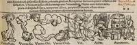 An illustration from Tacuini sanitatis (1531)