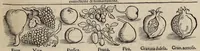 An illustration from Tacuini sanitatis (1531)