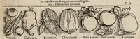 An illustration from Tacuini sanitatis (1531)