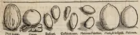 An illustration from Tacuini sanitatis (1531)