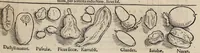 An illustration from Tacuini sanitatis (1531)