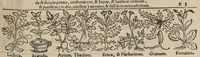 An illustration from Tacuini sanitatis (1531)