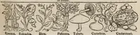 An illustration from Tacuini sanitatis (1531)