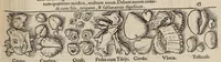 An illustration from Tacuini sanitatis (1531)