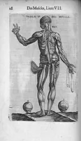 An illustration from Les Oeuvres de chirurgie de Jacques Guillemeau, chirurgien ordinaire du Roy et Juré à paris, divisées en treize livres. Avec les Portraicts & Figures Anatomiques de toutes les parties du corps humain. Et des Instrumens necessaires au Chirurgien. Derniere edition (1602)