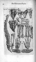 An illustration from Les Oeuvres de chirurgie de Jacques Guillemeau, chirurgien ordinaire du Roy et Juré à paris, divisées en treize livres. Avec les Portraicts & Figures Anatomiques de toutes les parties du corps humain. Et des Instrumens necessaires au Chirurgien. Derniere edition (1602)