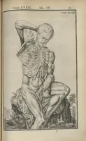 An illustration from Adriani Spigelii Bruxellensis Opera quae extant, omnia, ex recensione Ioh. Antonidae Vander Linden (1645)
