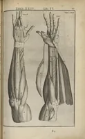 An illustration from Adriani Spigelii Bruxellensis Opera quae extant, omnia, ex recensione Ioh. Antonidae Vander Linden (1645)