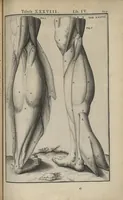 An illustration from Adriani Spigelii Bruxellensis Opera quae extant, omnia, ex recensione Ioh. Antonidae Vander Linden (1645)