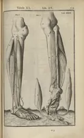 An illustration from Adriani Spigelii Bruxellensis Opera quae extant, omnia, ex recensione Ioh. Antonidae Vander Linden (1645)