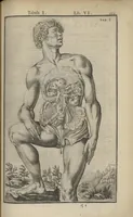 An illustration from Adriani Spigelii Bruxellensis Opera quae extant, omnia, ex recensione Ioh. Antonidae Vander Linden (1645)