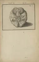 An illustration from Adriani Spigelii Bruxellensis Opera quae extant, omnia, ex recensione Ioh. Antonidae Vander Linden (1645)