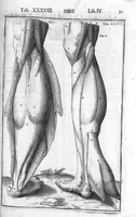 An illustration from Tabulae anatomicae LXXIIX omnes novae nec ante hac visae. Edit. par Daniel Bucretius (1627)