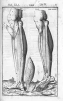 An illustration from Tabulae anatomicae LXXIIX omnes novae nec ante hac visae. Edit. par Daniel Bucretius (1627)