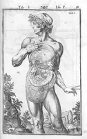 An illustration from Tabulae anatomicae LXXIIX omnes novae nec ante hac visae. Edit. par Daniel Bucretius (1627)