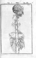 An illustration from Tabulae anatomicae LXXIIX omnes novae nec ante hac visae. Edit. par Daniel Bucretius (1627)