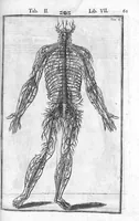 An illustration from Tabulae anatomicae LXXIIX omnes novae nec ante hac visae. Edit. par Daniel Bucretius (1627)