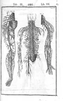 An illustration from Tabulae anatomicae LXXIIX omnes novae nec ante hac visae. Edit. par Daniel Bucretius (1627)