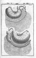 An illustration from Tabulae anatomicae LXXIIX omnes novae nec ante hac visae. Edit. par Daniel Bucretius (1627)