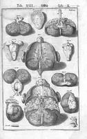 An illustration from Tabulae anatomicae LXXIIX omnes novae nec ante hac visae. Edit. par Daniel Bucretius (1627)