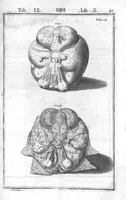 An illustration from Tabulae anatomicae LXXIIX omnes novae nec ante hac visae. Edit. par Daniel Bucretius (1627)