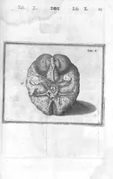 An illustration from Tabulae anatomicae LXXIIX omnes novae nec ante hac visae. Edit. par Daniel Bucretius (1627)