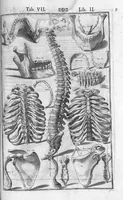 An illustration from Tabulae anatomicae LXXIIX omnes novae nec ante hac visae. Edit. par Daniel Bucretius (1627)