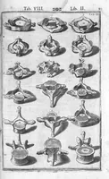 An illustration from Tabulae anatomicae LXXIIX omnes novae nec ante hac visae. Edit. par Daniel Bucretius (1627)