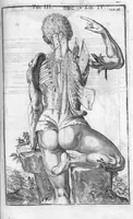 An illustration from Tabulae anatomicae LXXIIX omnes novae nec ante hac visae. Edit. par Daniel Bucretius (1627)