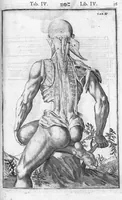 An illustration from Tabulae anatomicae LXXIIX omnes novae nec ante hac visae. Edit. par Daniel Bucretius (1627)