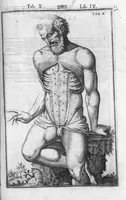 An illustration from Tabulae anatomicae LXXIIX omnes novae nec ante hac visae. Edit. par Daniel Bucretius (1627)