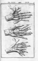An illustration from Tabulae anatomicae LXXIIX omnes novae nec ante hac visae. Edit. par Daniel Bucretius (1627)