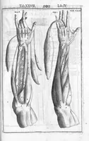 An illustration from Tabulae anatomicae LXXIIX omnes novae nec ante hac visae. Edit. par Daniel Bucretius (1627)