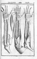 An illustration from Tabulae anatomicae LXXIIX omnes novae nec ante hac visae. Edit. par Daniel Bucretius (1627)