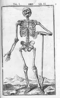 An illustration from Tabulae anatomicae LXXIIX omnes novae nec ante hac visae. Edit. par Daniel Bucretius (1627)