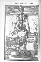 An illustration from De dissectione partium corporis humani libri tres, à Carolo Stephano, doctore Medico, editi. Unà cum figuris, et incisionum declarationibus, à Stephano Riverio Chirurgo compositis (1545)