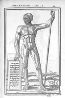 An illustration from De dissectione partium corporis humani libri tres, à Carolo Stephano, doctore Medico, editi. Unà cum figuris, et incisionum declarationibus, à Stephano Riverio Chirurgo compositis (1545)
