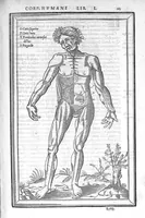 An illustration from De dissectione partium corporis humani libri tres, à Carolo Stephano, doctore Medico, editi. Unà cum figuris, et incisionum declarationibus, à Stephano Riverio Chirurgo compositis (1545)