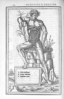 An illustration from De dissectione partium corporis humani libri tres, à Carolo Stephano, doctore Medico, editi. Unà cum figuris, et incisionum declarationibus, à Stephano Riverio Chirurgo compositis (1545)