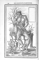 An illustration from De dissectione partium corporis humani libri tres, à Carolo Stephano, doctore Medico, editi. Unà cum figuris, et incisionum declarationibus, à Stephano Riverio Chirurgo compositis (1545)