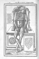 An illustration from De dissectione partium corporis humani libri tres, à Carolo Stephano, doctore Medico, editi. Unà cum figuris, et incisionum declarationibus, à Stephano Riverio Chirurgo compositis (1545)