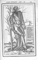 An illustration from De dissectione partium corporis humani libri tres, à Carolo Stephano, doctore Medico, editi. Unà cum figuris, et incisionum declarationibus, à Stephano Riverio Chirurgo compositis (1545)