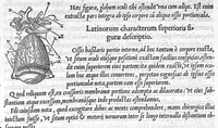 An illustration from De dissectione partium corporis humani libri tres, à Carolo Stephano, doctore Medico, editi. Unà cum figuris, et incisionum declarationibus, à Stephano Riverio Chirurgo compositis (1545)