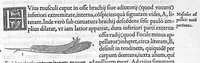 An illustration from De dissectione partium corporis humani libri tres, à Carolo Stephano, doctore Medico, editi. Unà cum figuris, et incisionum declarationibus, à Stephano Riverio Chirurgo compositis (1545)