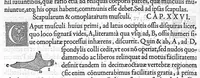 Picture 27 of 27 from De dissectione partium corporis humani libri tres, à Carolo Stephano, doctore Medico, editi. Unà cum figuris, et incisionum declarationibus, à Stephano Riverio Chirurgo compositis (1545), leaf 352