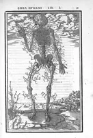 An illustration from De dissectione partium corporis humani libri tres, à Carolo Stephano, doctore Medico, editi. Unà cum figuris, et incisionum declarationibus, à Stephano Riverio Chirurgo compositis (1545)