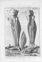 An illustration from Myographia Nova sive Musculorum omnium (in Corpore Humano hactenus repertorum) accuratissima descriptio... (1684)