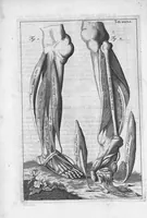 An illustration from Myographia Nova sive Musculorum omnium (in Corpore Humano hactenus repertorum) accuratissima descriptio... (1684)